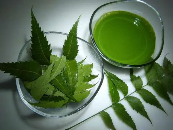 Neem Leaves-1