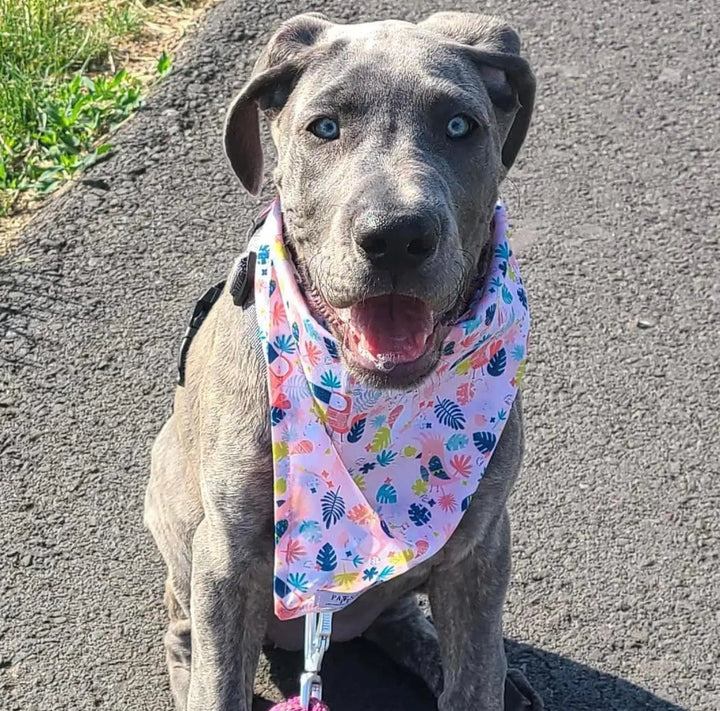 BANDANA - PINK TOUCAN PAWSOME PETS