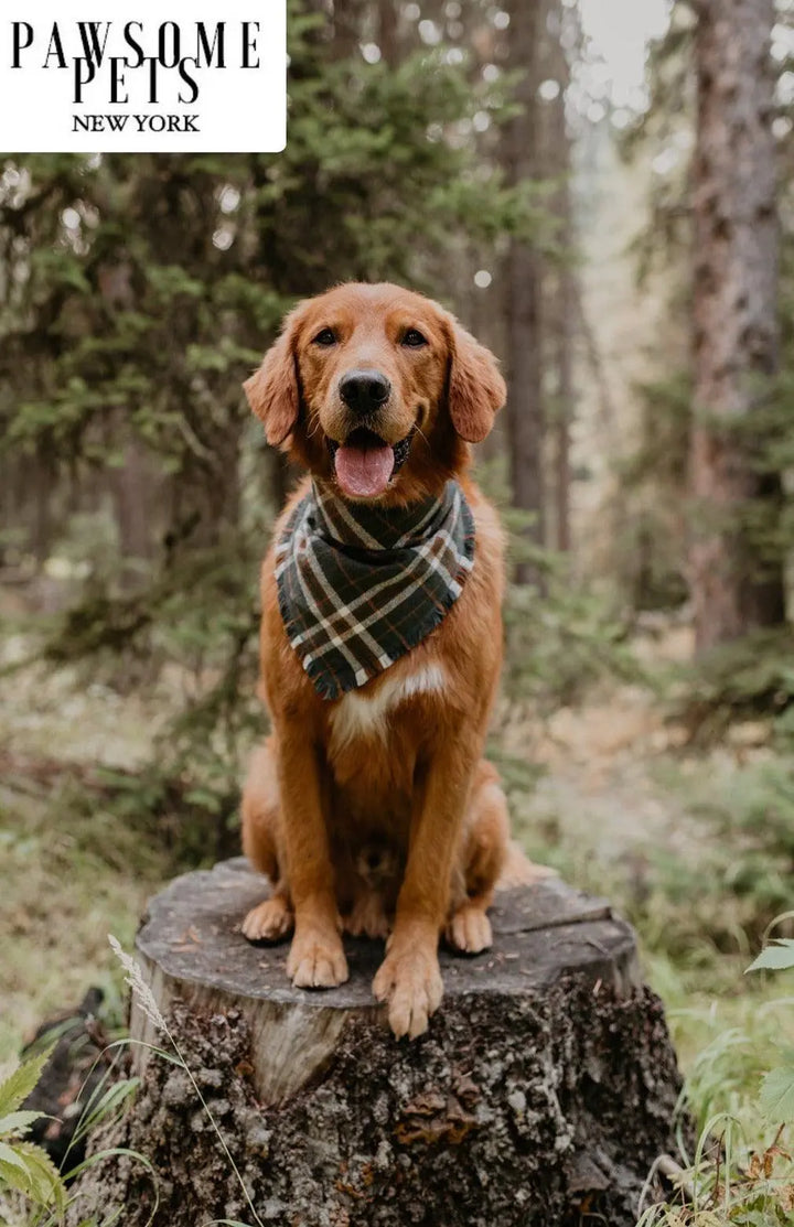 BANDANA - MONROE PAWSOME PETS