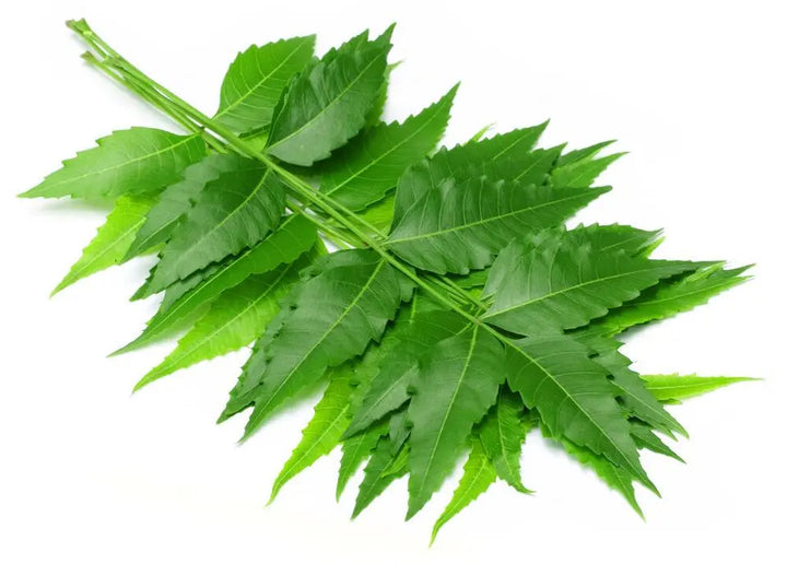Neem Leaves-2