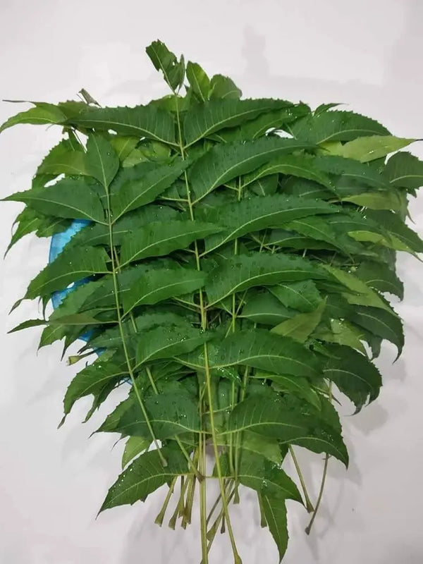 Neem Leaves-0
