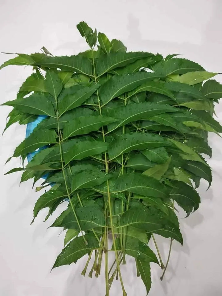 Neem Leaves-0