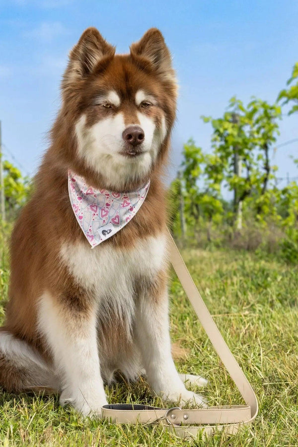Cheers to Love Dog Bandana Aria the Fox