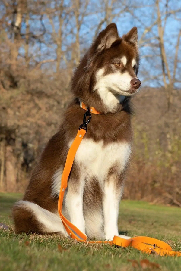 Crimson Glow Waterproof Dog Collar Aria the Fox
