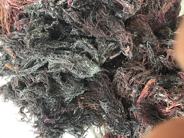 Purple Seamoss - Wholesale-0