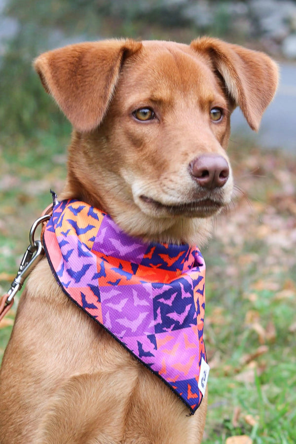 Spooky Bat Squares Dog Bandana Aria the Fox