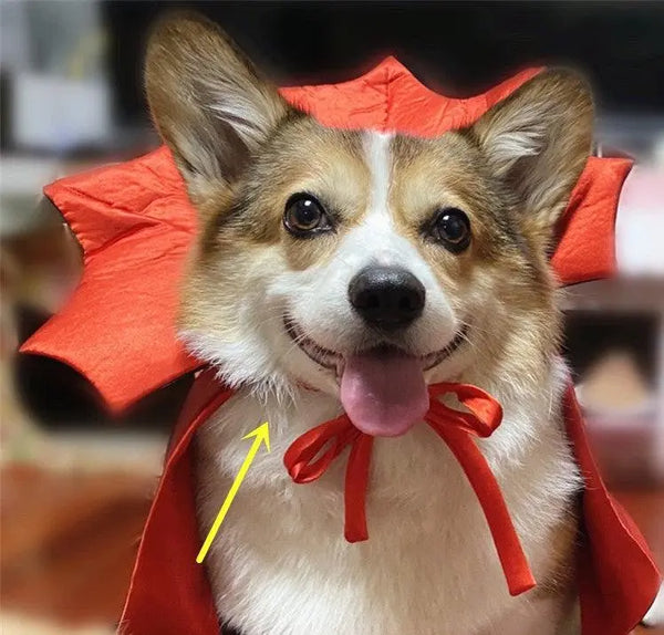 Vampire King Pet Halloween Cape Dog Hugs Cat
