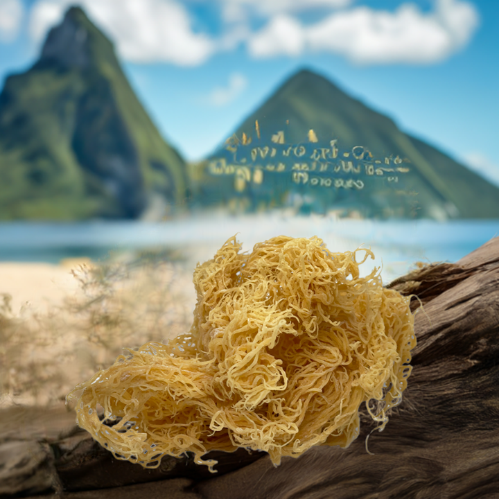 St.Lucian Gold Seamoss-2