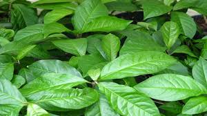 Guinea Henweed-0
