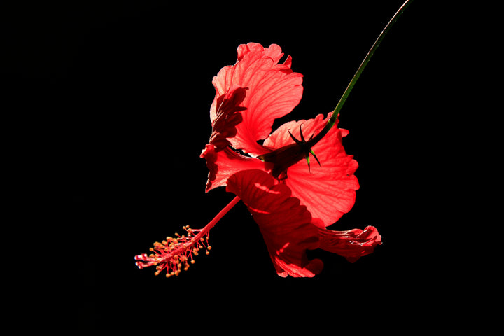 Poudre d'Hibiscus Rouge-2