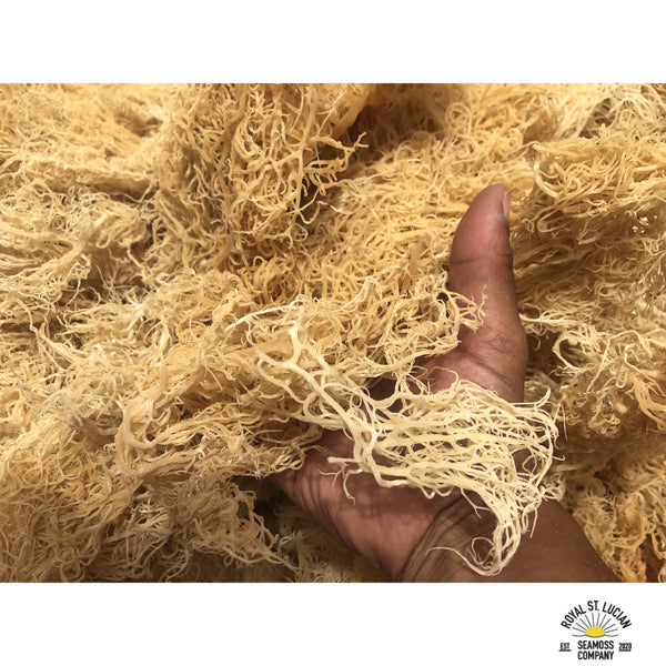 St.Lucian Gold Seamoss-0